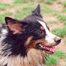 Laser was adopted in September, 2004
